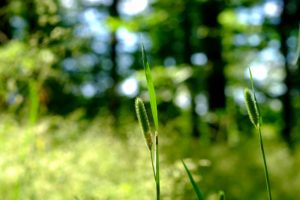 SOFT LIGHT 1:28"-