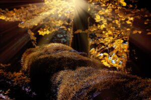 BRISAS DE OTOÑO 0:37"-