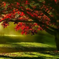 THE MEADOW PART ONE 2:14"-