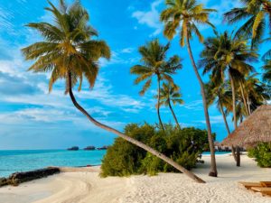 AUDIOLANDER BOUNCY REGGAE ISLAND MUSIC .jpg