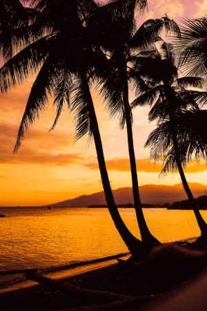 AUDIOLANDER CALYPSO REGGAE FUSION GROOVE(2).jpg