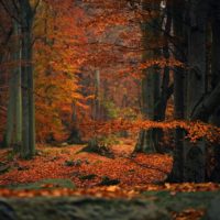 AUDIOLANDER SYNC MUSIC AUTUMN DAYS OF CLASSICAL MUSIC.jpg