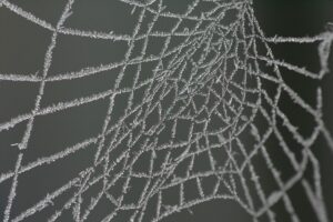 STUCK IN THE SPIDERS WEB.jpg